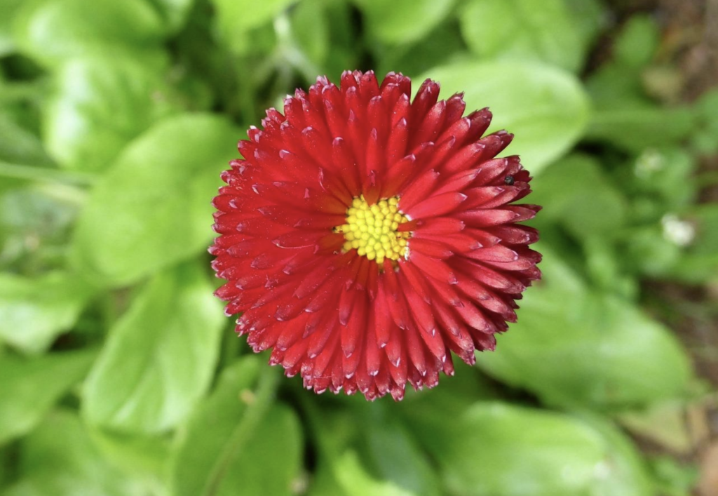 Blommor