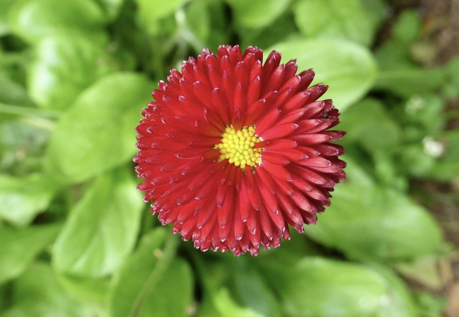 Blommor